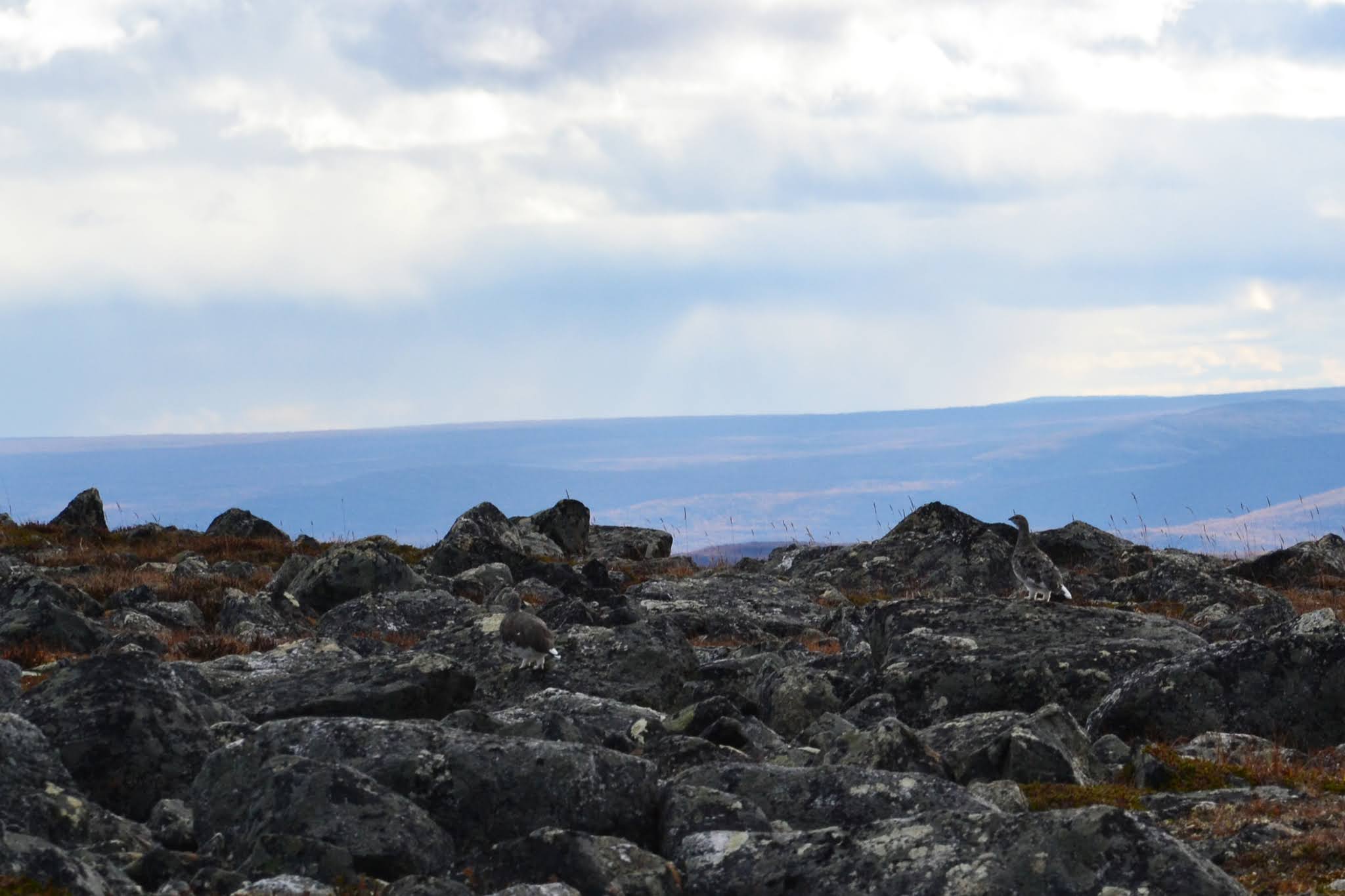 Käsivarren erämaa-alue