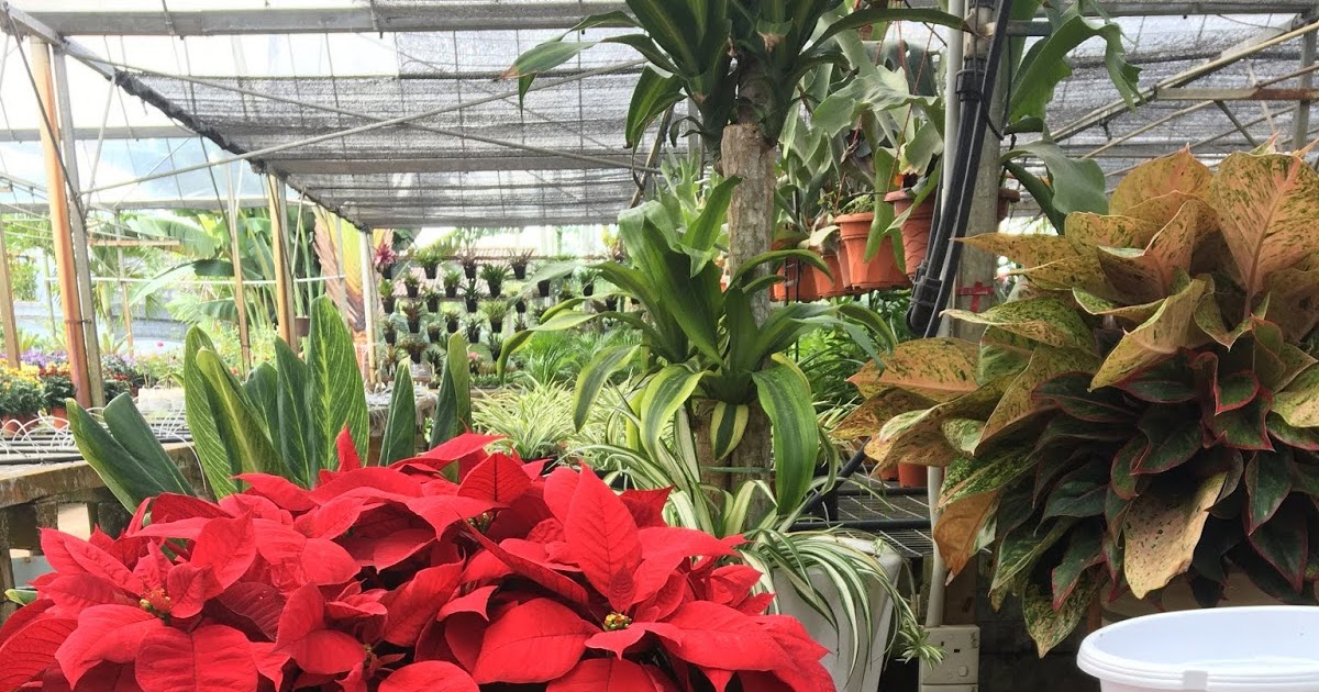 nama pokok bunga warna merah - Karen Reid