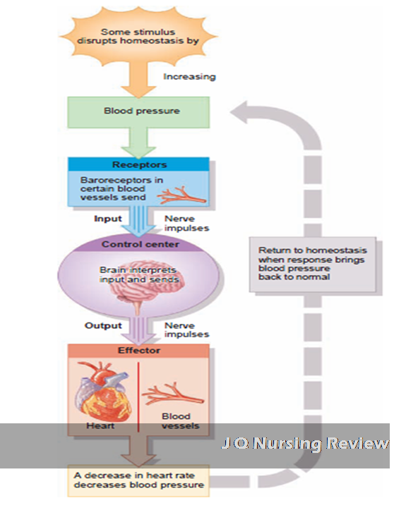 JQ Nursing Review A&P Lecture 3 Homeostasis