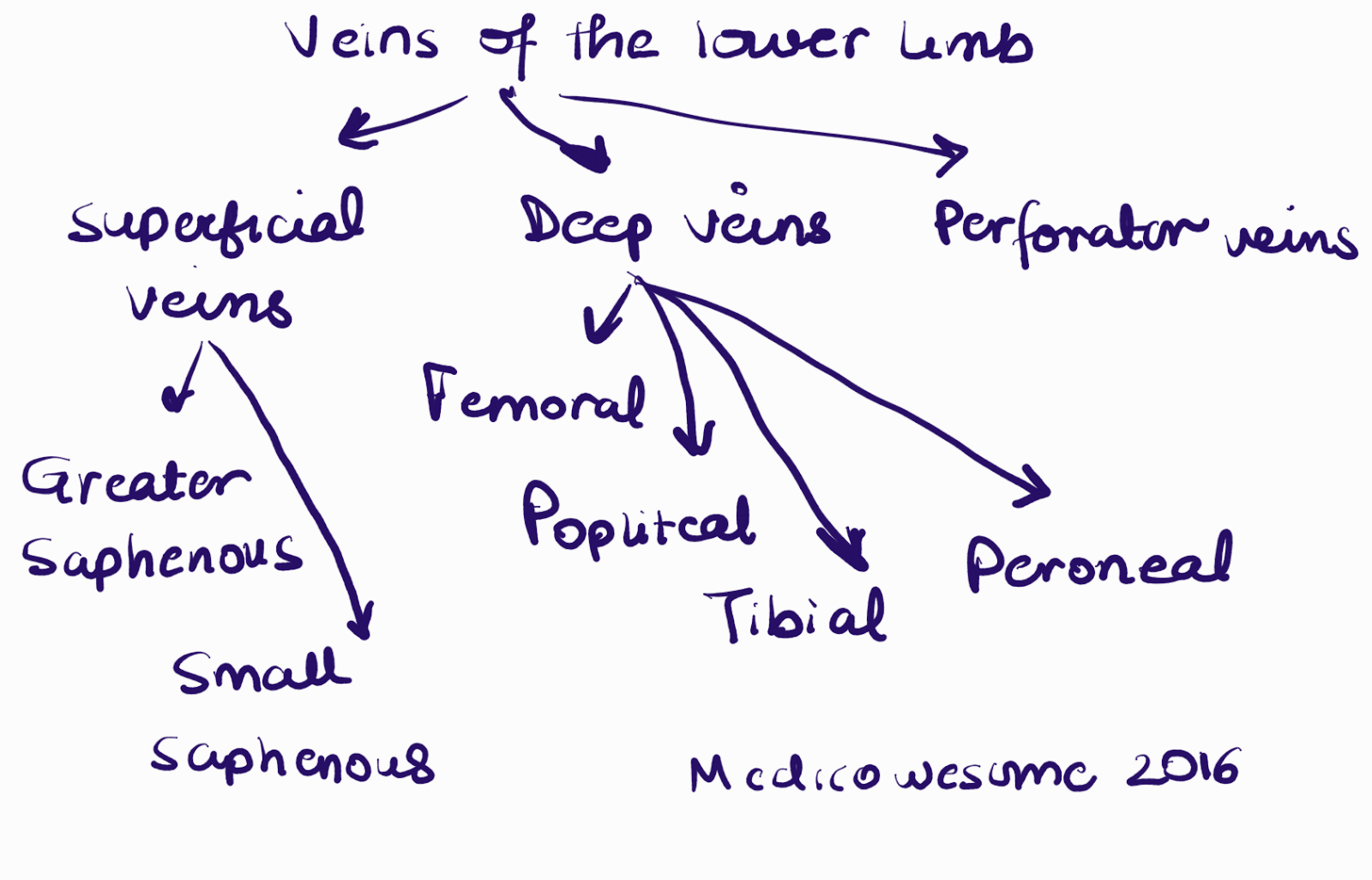 Medicowesome: Superficial and deep veins in upper and lower extremity