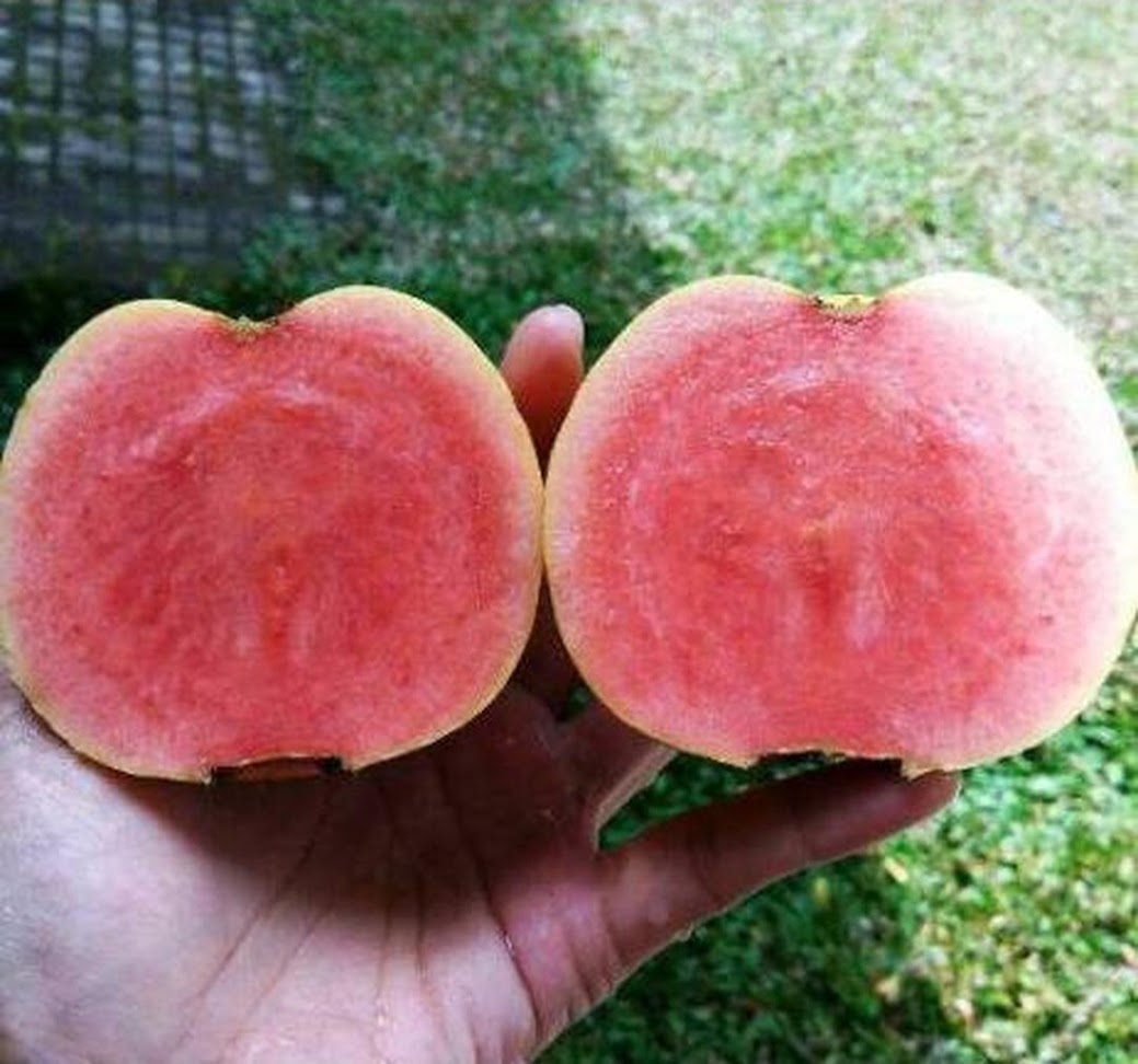 Bibit Tanaman Buah Jambu Merah Tanpa Biji Bandung