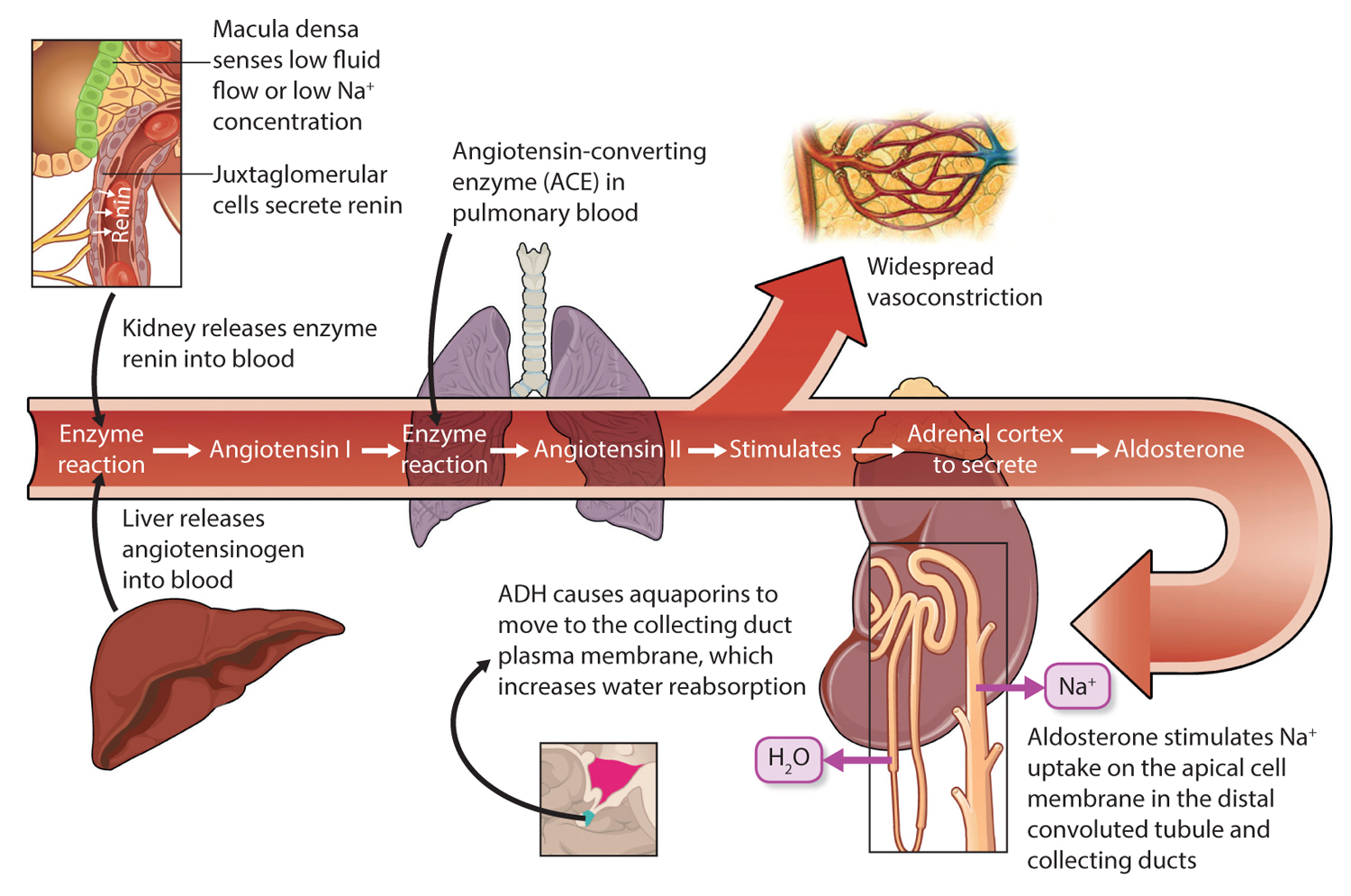 Medical Terms & Сlinical Сases Reninangiotensinaldosterone system
