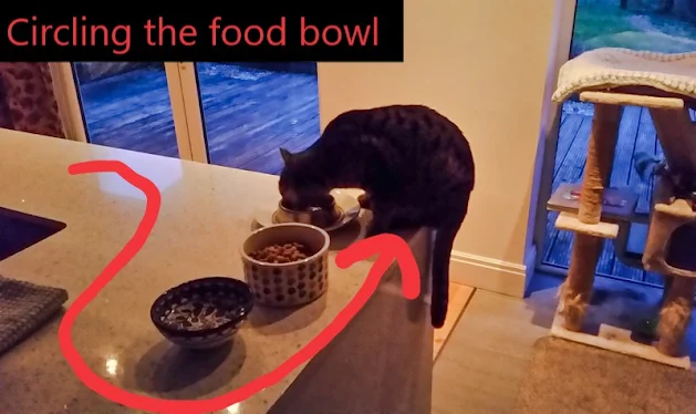 Does your cat circle the food bowl as if scavenging from a dead animal?