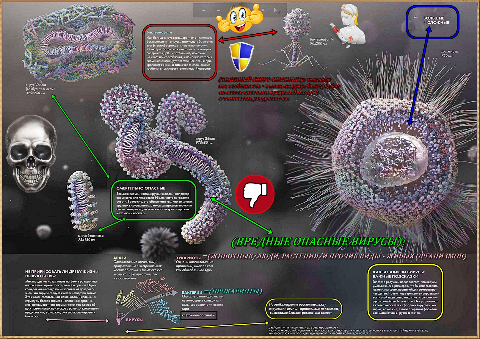 Вирусы способны размножаться только в живых клетках
