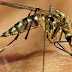 Vídeo incrível mostra sangue sendo sugado e depositado dentro de mosquito Aedes