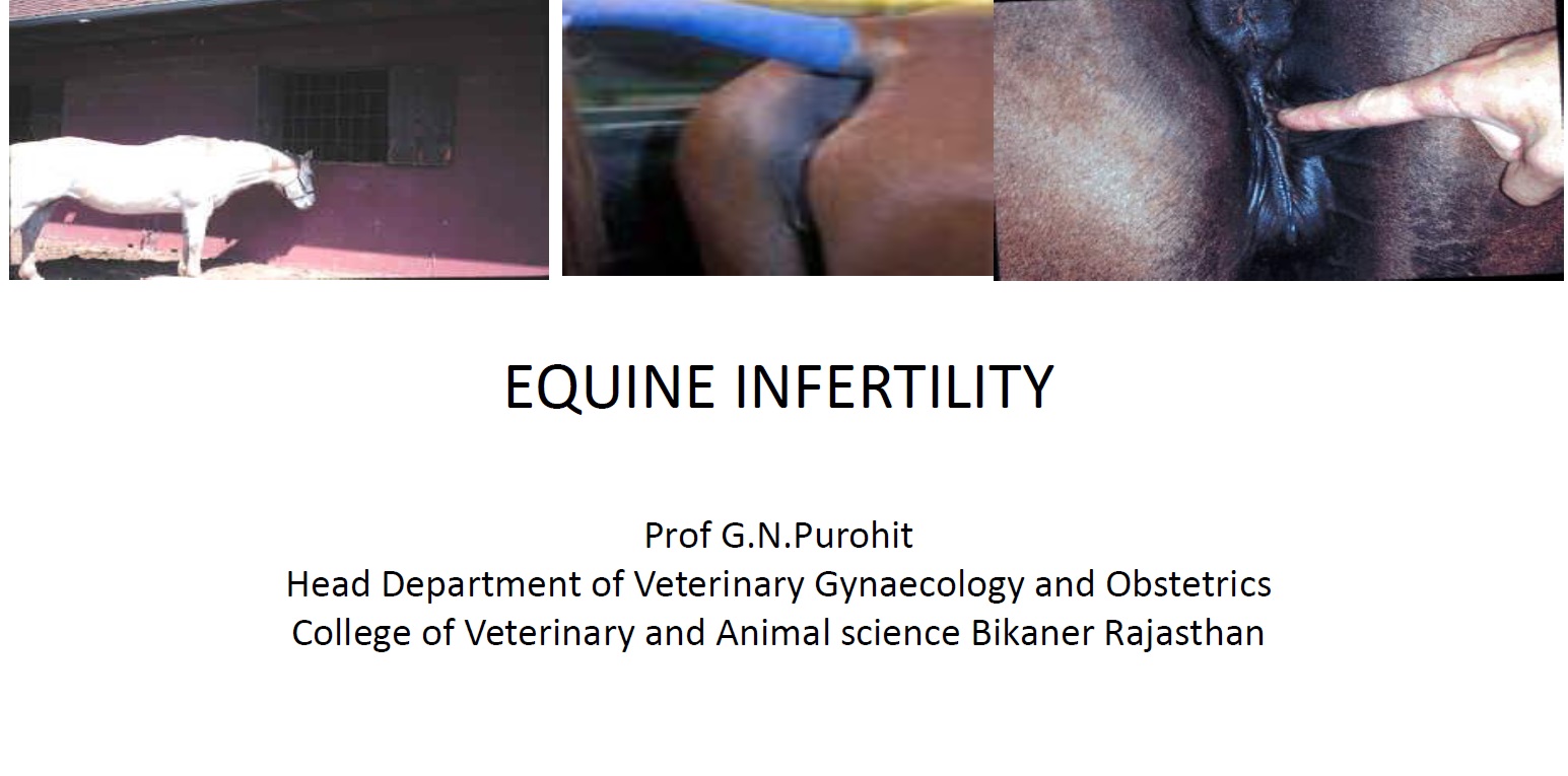 Equine Infertility