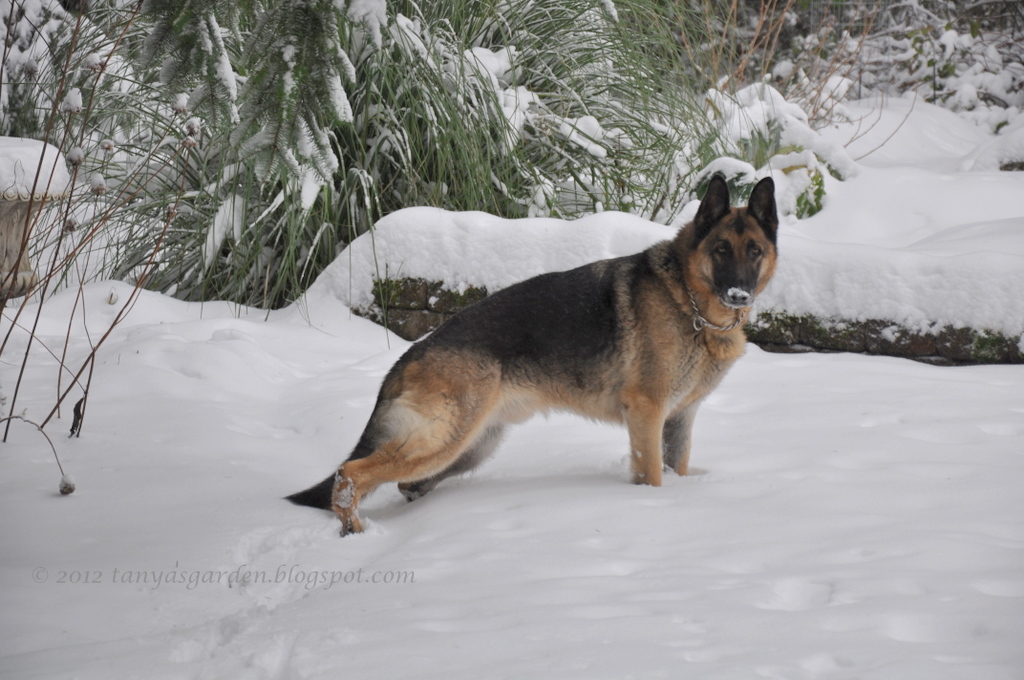 прогулка с немецкой овчаркой зимой. немецкая овчарка 12 месяцев. новогодняя елка с немецкой овчаркой. овчарка зимой. немецкая овчарка лем.