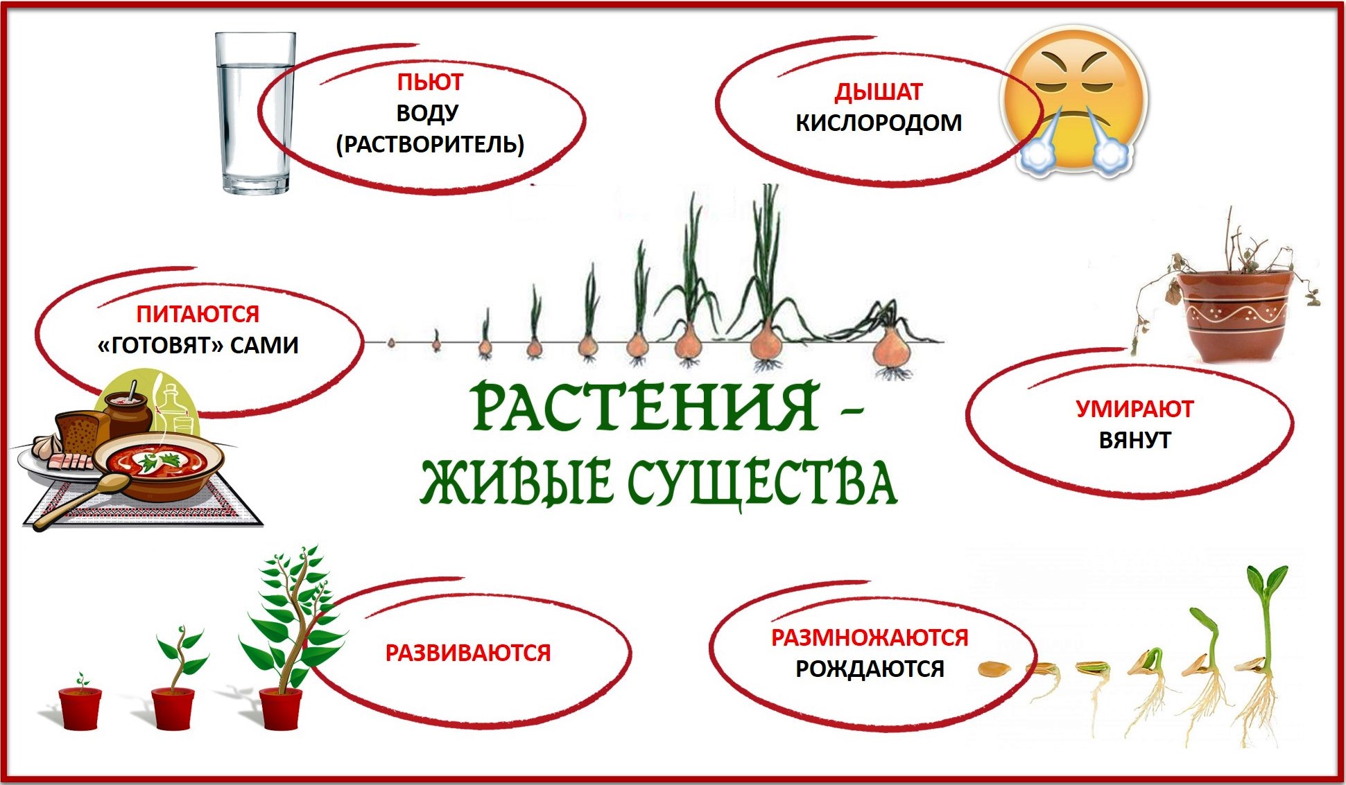 растения дышат размножаются. растения дышат размножаются. живой организм цветка. растения дышат размножаются. маленькие семени у растений.
