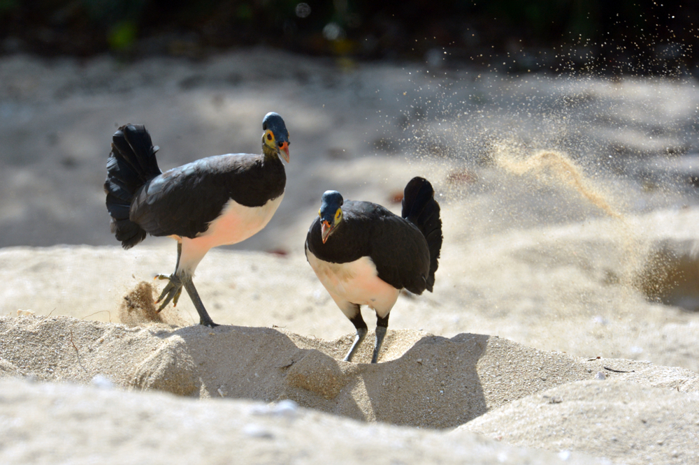 megapode eggs