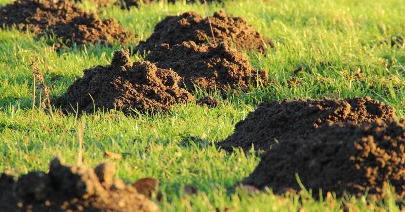 Mollen Uit Uw Tuin Verjagen Nicole Janssen Maaseik BLOG mollen-uit-uw-tuin-verjagen-nicole-janssen-maaseik-blog
