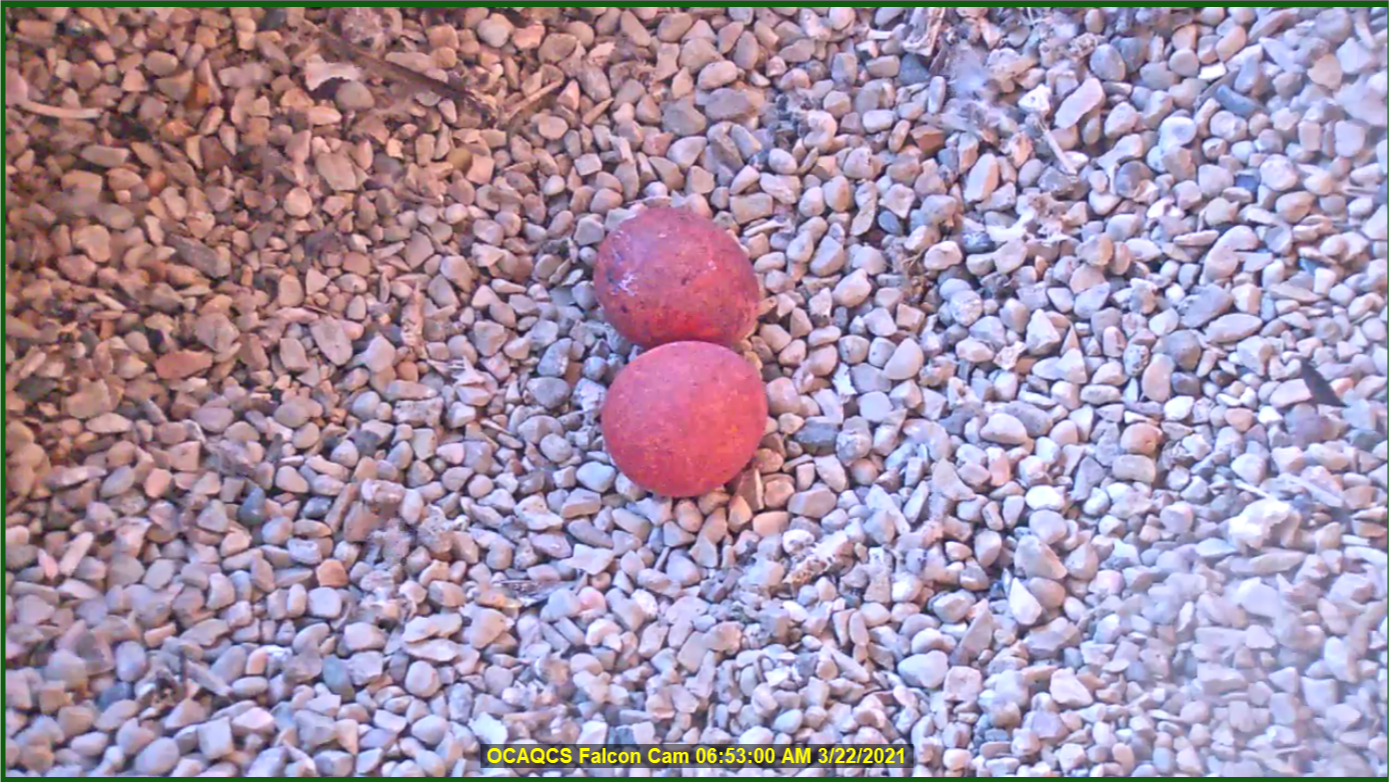 We Energies News First Peregrine Falcon Eggs Of The Season Laid At We 