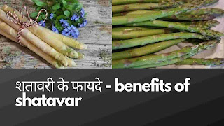 13 amazing shatavar benefits in hindi - शतावरी के टॉप 13 फायदे और नुकसान