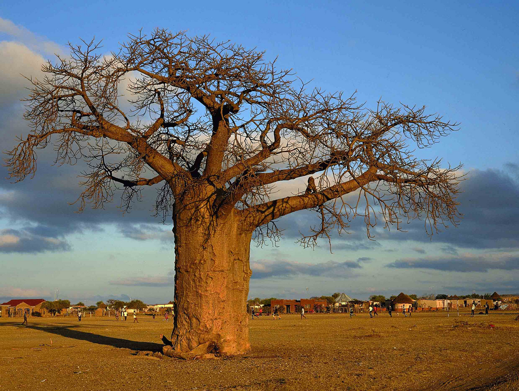 Plants, insects and animals Baobab trees in trouble