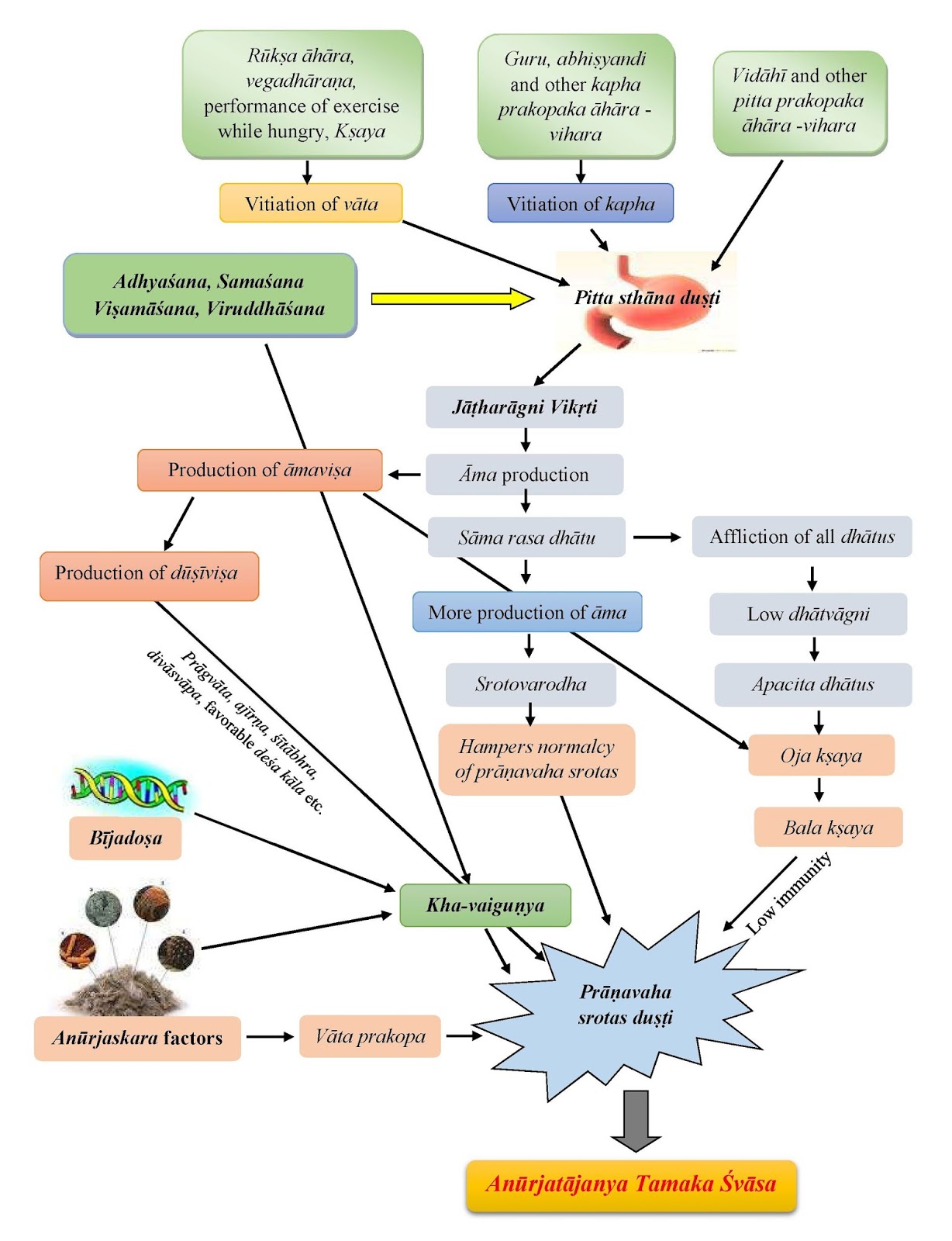Ayurveda Pre P.G. Samprapti Chart of Allergy & Allergic Asthma as