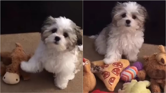 Dono faz "Teste de Amizade" com seu Shih Tzu e resultado é Assistido por mais de 5 milhões de Pessoas