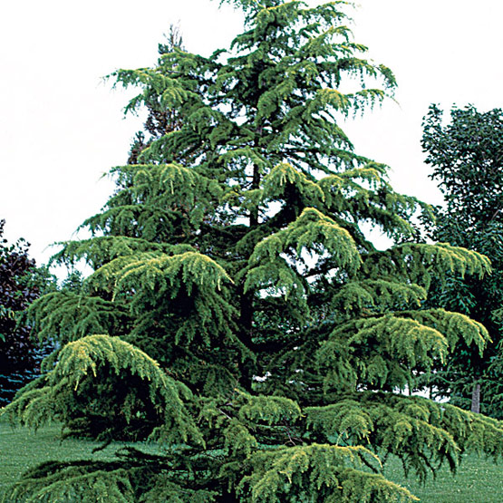 Discover Life: Trees of Virginia, United States: Deodar cedar