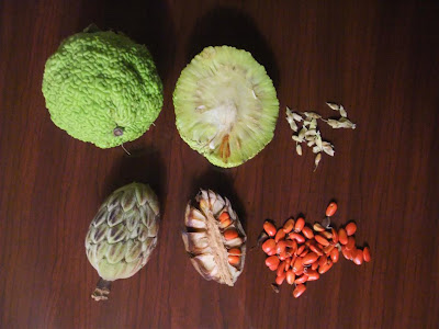 Osage Orange seeds, kentucky, tree