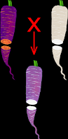 Cartoon figure illustrating the result of a white-fleshed and orange-fleshed carrot crossing to produce a white-fleshed hybrid.