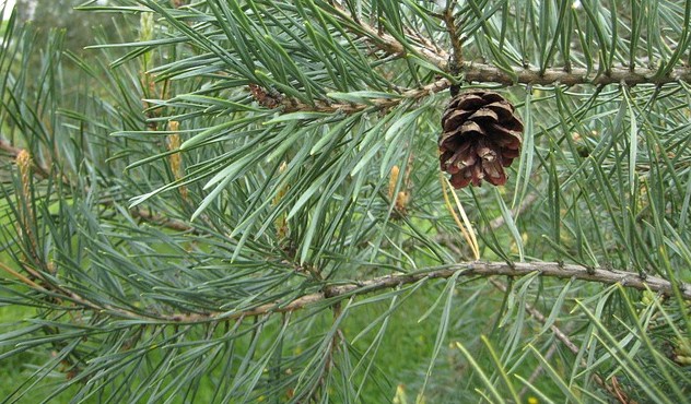 Klasifikasi dan Morfologi Tanaman Pinus  morfologi