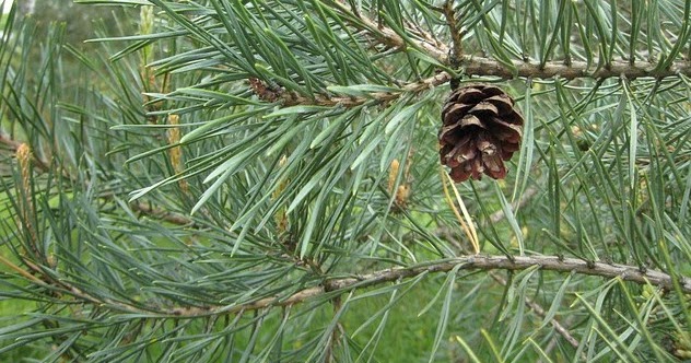 Klasifikasi Dan Morfologi Tanaman Pinus Morfologi