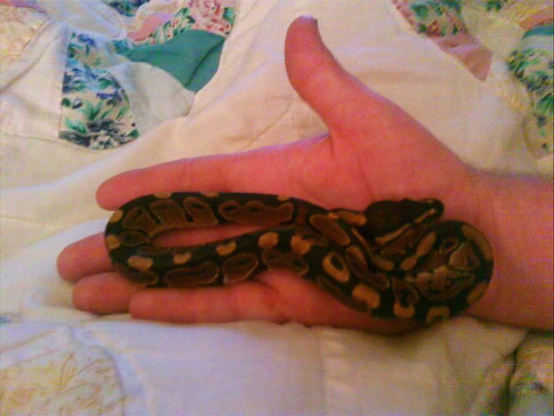 Richmond Reptile Rescue Baby Ball Pythons