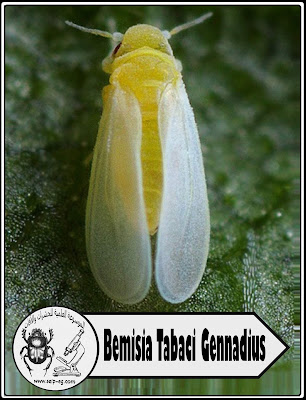 ذبابة القطن البيضاء Cotton whitefly