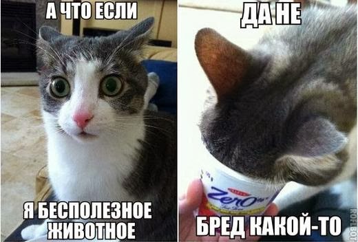 kot-prikol-bespoleznoe-zhivotnoe(520x352).jpeg