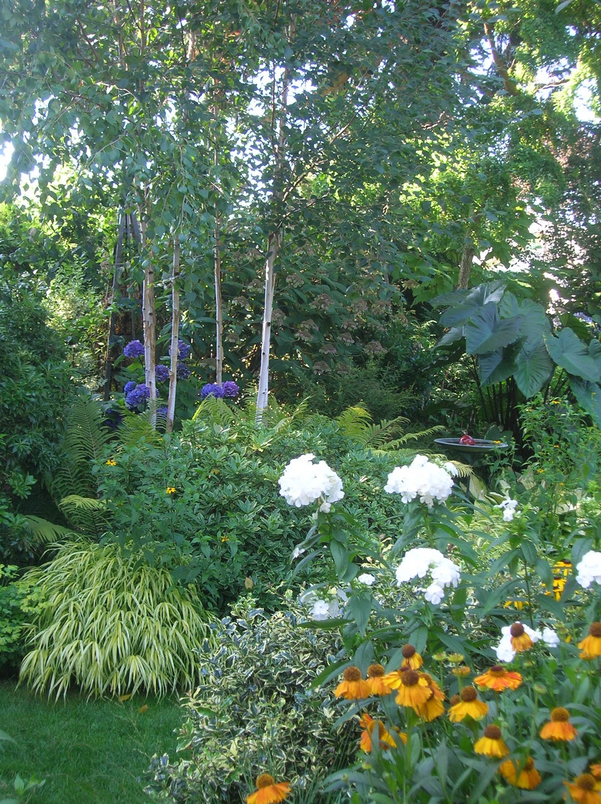 Random Acts of Gardening: Hedging Your Bets