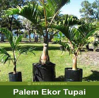 Manfaat Pohon Palem Ekor Tupai Dalam Kehidupan Sehari Hari Ciriciripohon Com