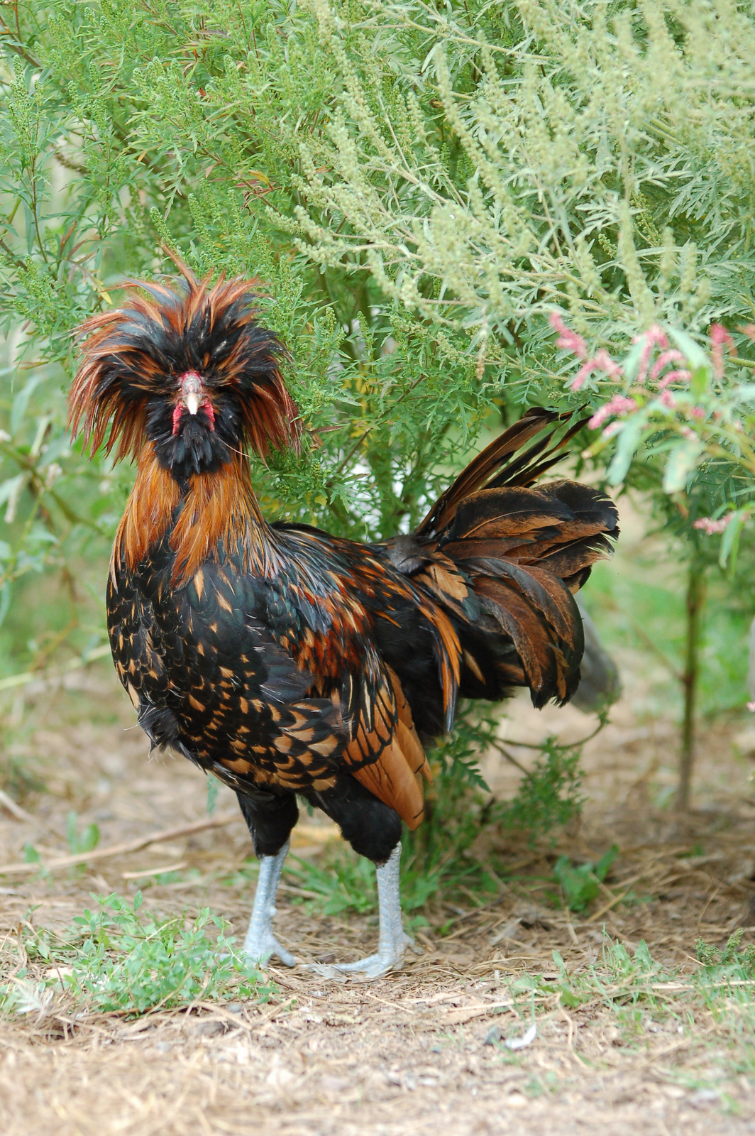 Bone Lake Country Living: More Chickens!
