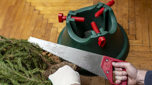 Trimming the bottom branches of a live Christmas tree