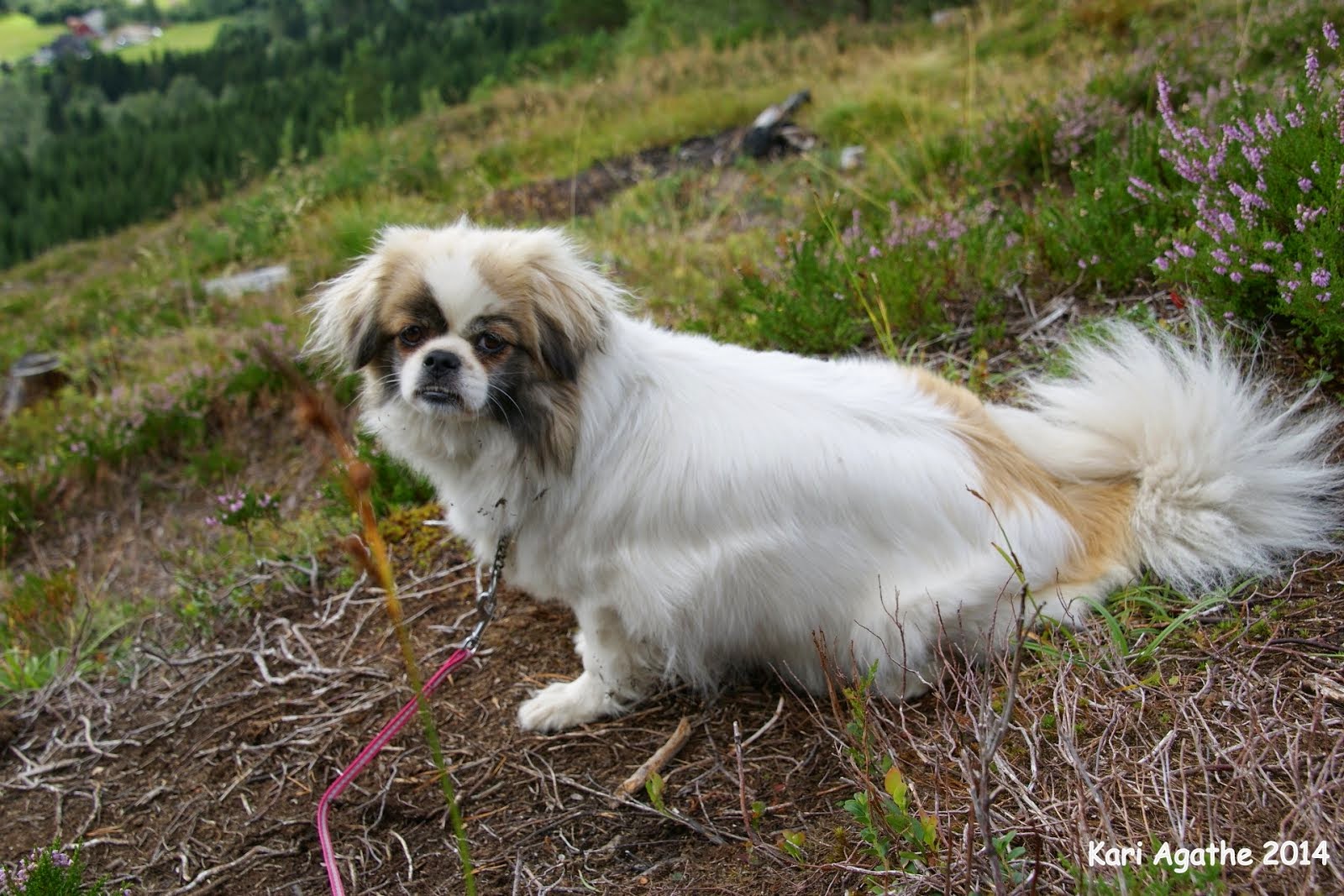 Beste turvenninne Tilda vår tibetanske spaniel