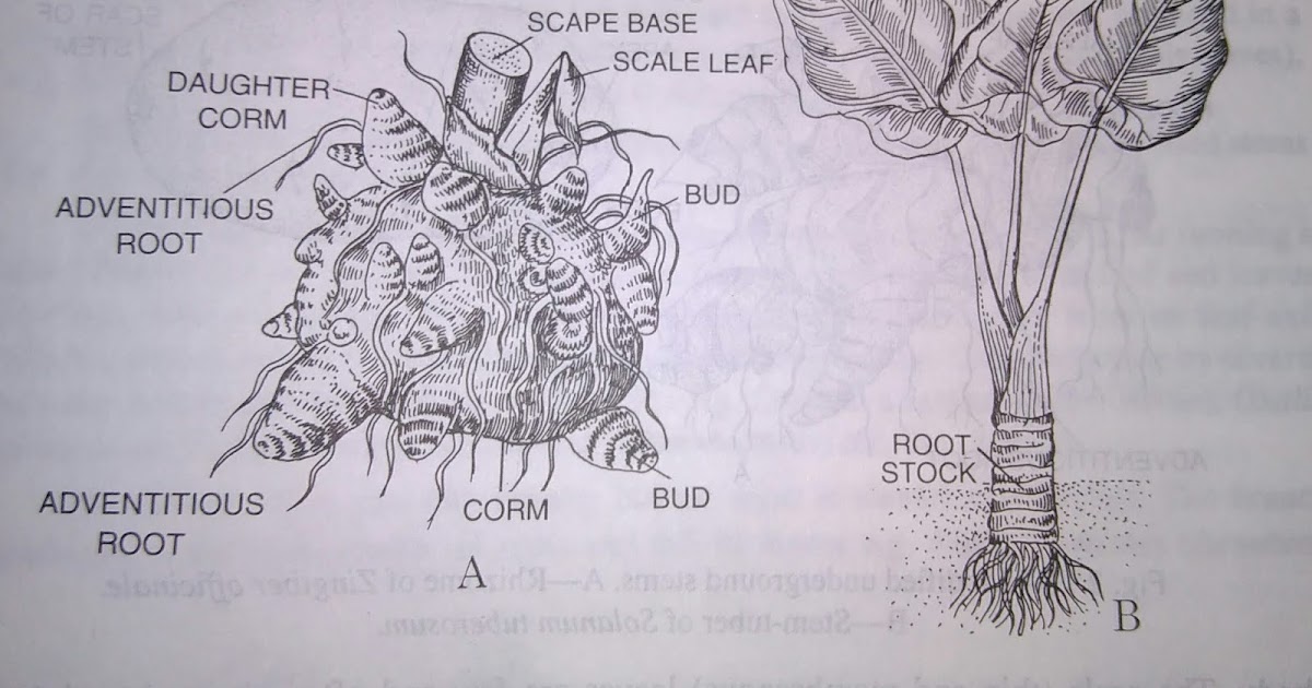 Stem modification of stem, functions, types of modified underground
