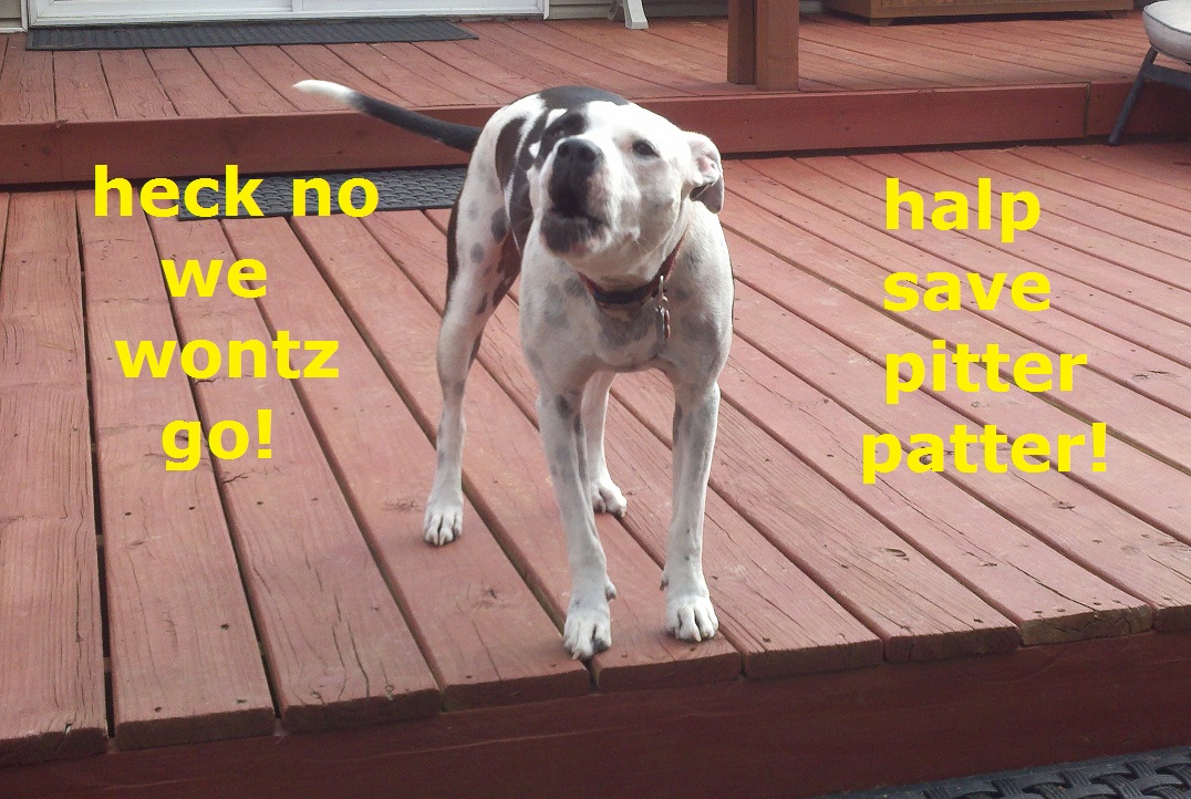 Pitter Patter YOU'VE BEEN HEARD!