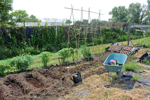 The Butterfly Balcony: Wendy's Week Kitty Cuddles & Compelling Yarns - Planting up the Victory Garden