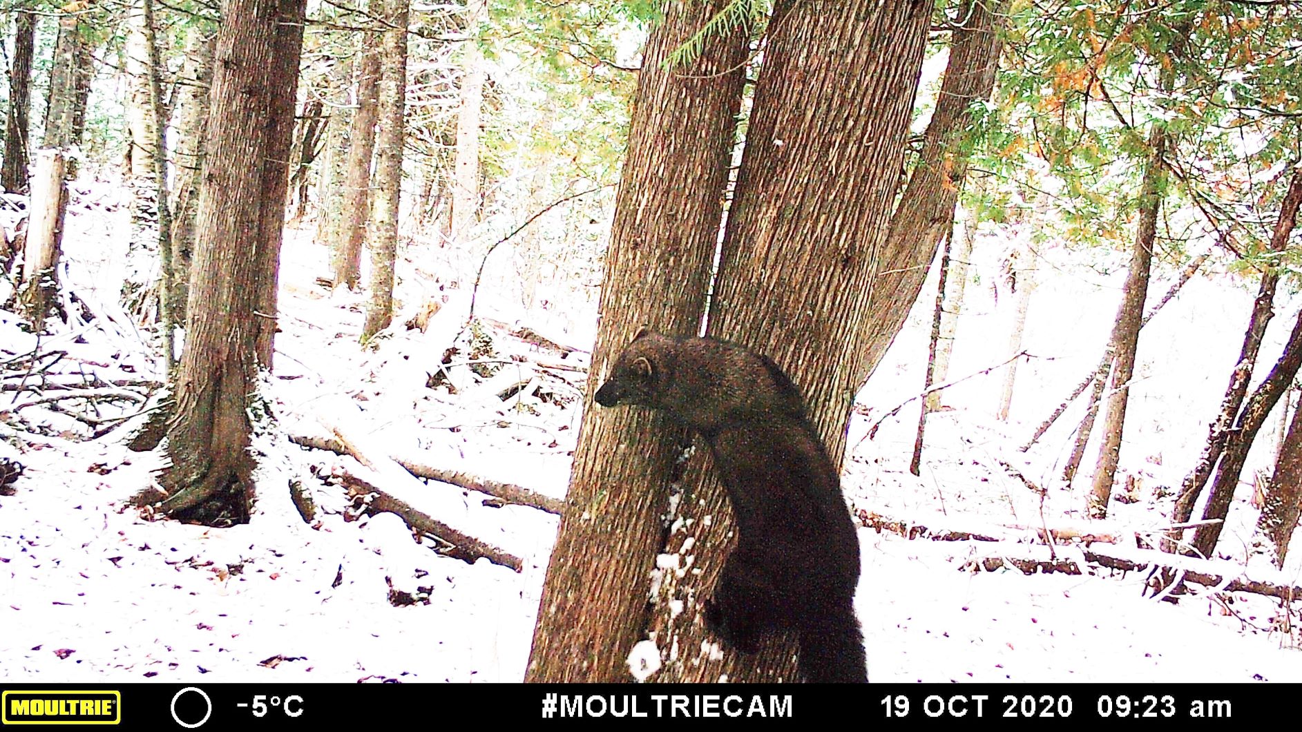 Ain't Life Wild? Finally, a good photo of a fisher