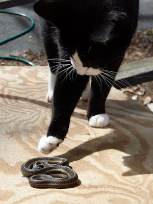 alt="gato desconfia de serpiente"
