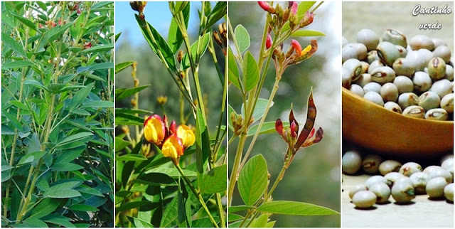 Feijão guandu - Cajanus cajan Cultivo do Feijão guandu - Cajanus cajan