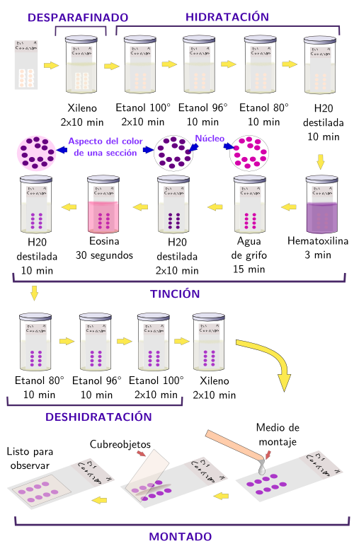 Diana Zamudio: Técnicas de tinción