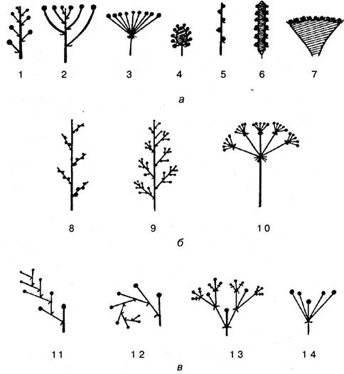 найдите в соцветиях главные и боковые оси. соцветие простая кисть характеризуется. презентация по биологии соцветия. соцветие метелка плод. главная и боковая оси соцветия.