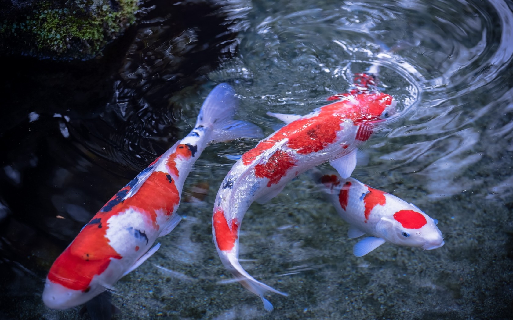 cara memelihara ikan koi