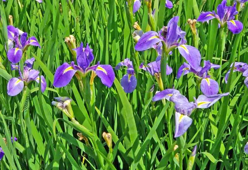 iris flowers,purple blossoms on long green stems