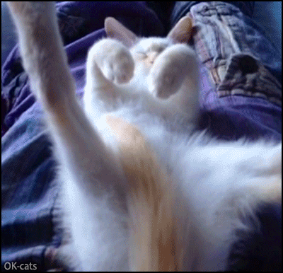 Funny Kitten GIF • Very relaxed cat sleeping on its back with weird hind legs Funny Kitten GIF • Very relaxed cat sleeping on its back with weird hind legs
