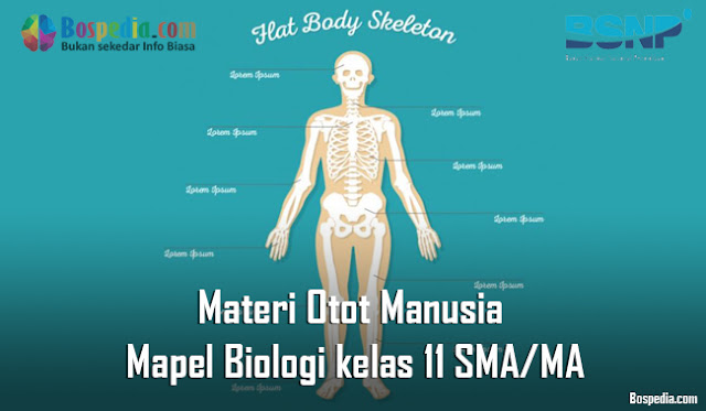 Materi Otot Manusia Mapel Biologi kelas 11 SMA/MA