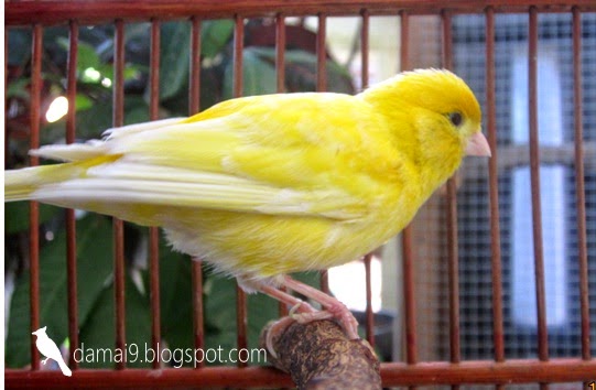 Budidaya Burung DIJUAL CUCAK IJO BETINA, KENARI TAIWAN