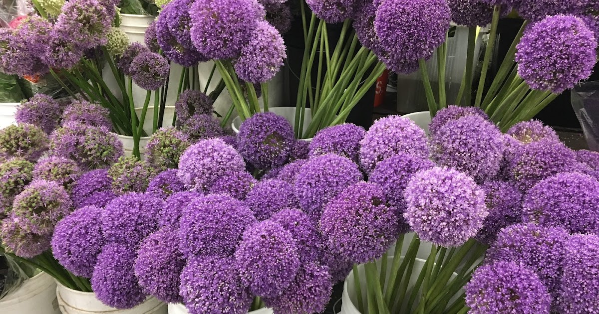 The Patchery Menagerie Amato's