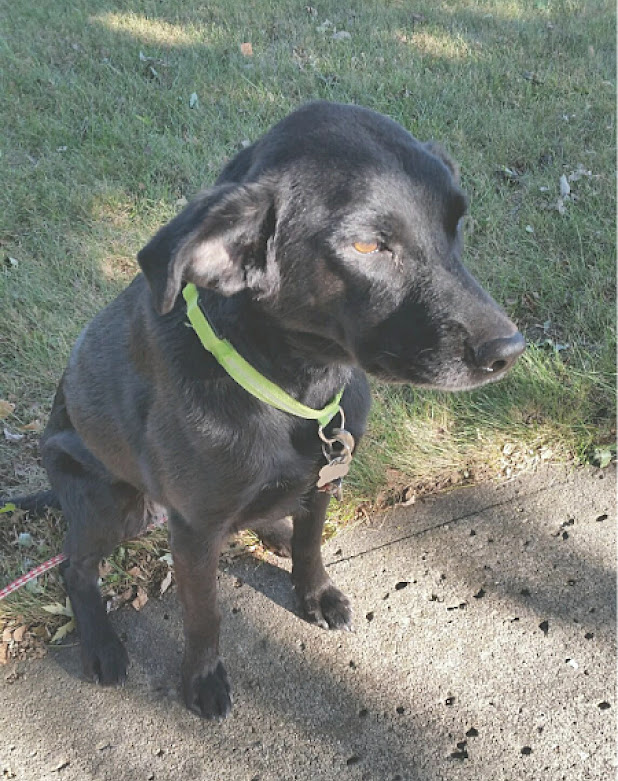 Black Lab Mix Best Breeds for Families with Kids