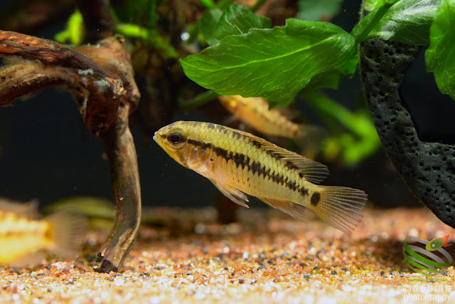 Apistogramma sp. rotflecken / sp. D51?