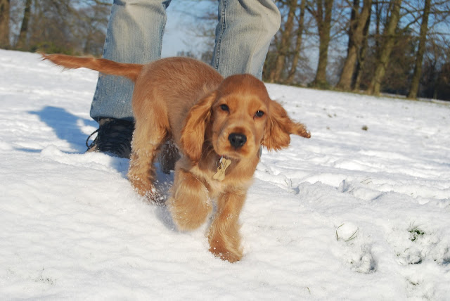 Cocker spaniel puppy in the snow