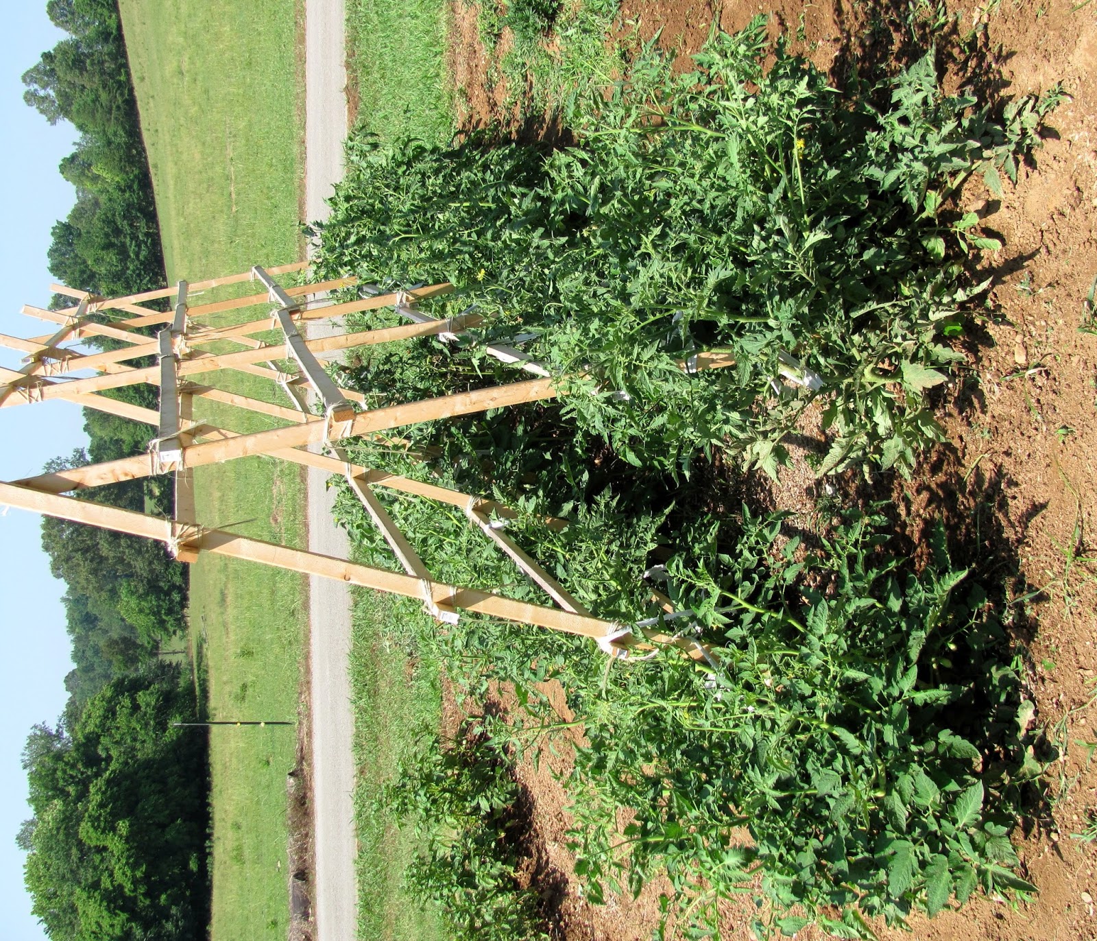 domates nasil yetistirilir